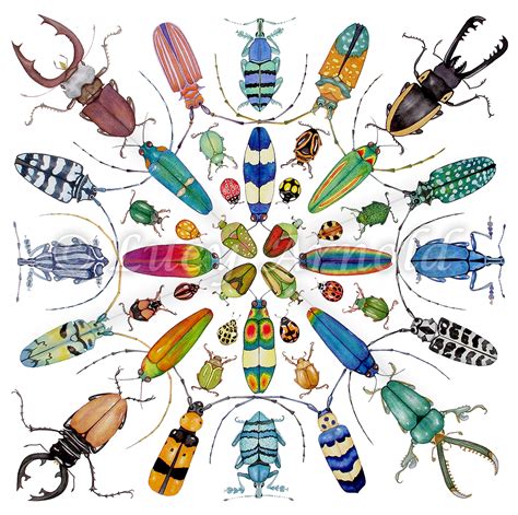 Beautiful Beetles Fine Art Of Lucy Arnold