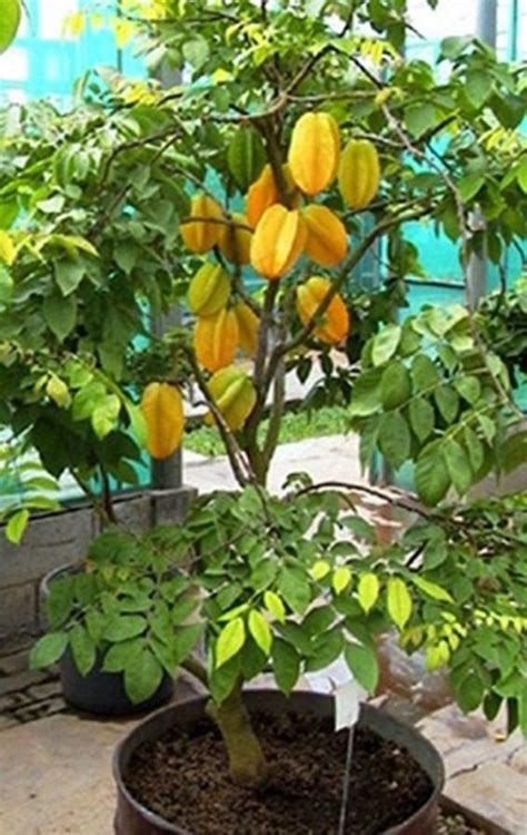 Grafted Star Fruit Plant