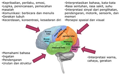 Struktur Otak Manusia Dan Fungsinya Berbagi Struktur