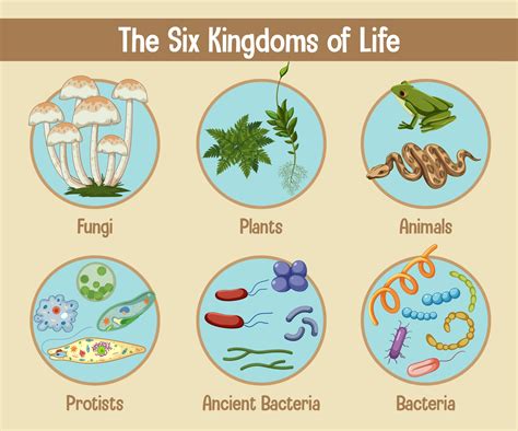 Science Poster Of Six Kingdoms Of Life 2906732 Vector Art At Vecteezy