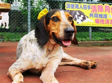See more of 芳馨康復之家 on facebook. 新北代言狗選拔 比身世、拚志氣 | 台灣動物新聞網
