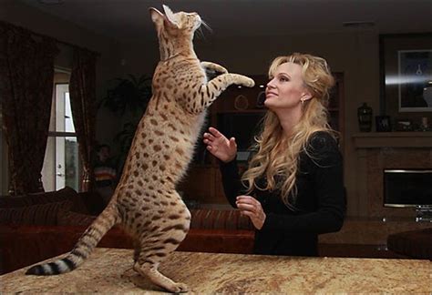 It is thought that by f3 the cats have the temperaments of domestic cats. Is a Savannah Cat Right For Your Home?