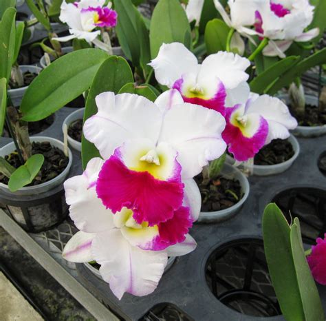 Ten Of The Most Beautiful Cattleya Orchid Flowers