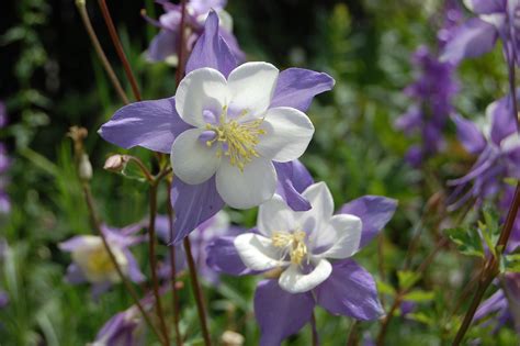 Aquilegia Caerulea Rocky Mountain Columbine Faroutflora Flickr