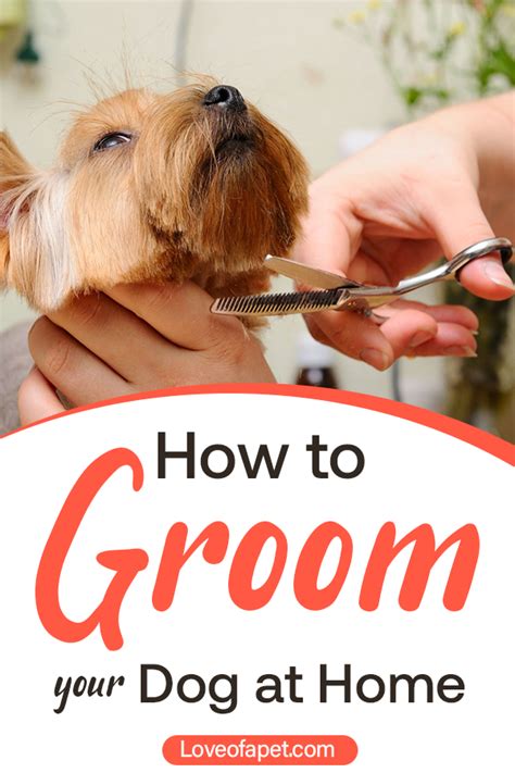 How To Groom Your Dog At Home Love Of A Pet Dog Grooming Tips Dog