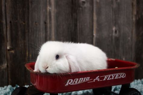 Baby Blue Eyed White Holland Lop Bunny In A Wagon Cute Baby Bunnies