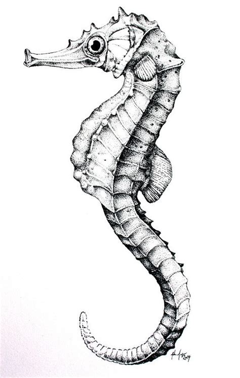 Seahorse Drawing Seahorse Tattoo Seahorse Art