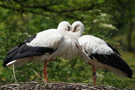 Free Images Nature Bird Wing Wildlife Beak Fauna Vertebrate Nest Ibis White Stork