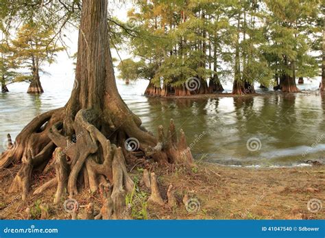 Bald Cypress Trees At The Edge Of Lake Stock Photo Image Of Sunrise