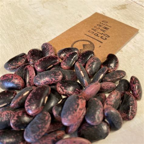 Scarlet Runner Bean Seeds Phaseolus Coccineus Runner Beans Etsy