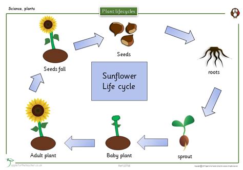 Bbc Science Plant Life Cycle Read Information Chocmales
