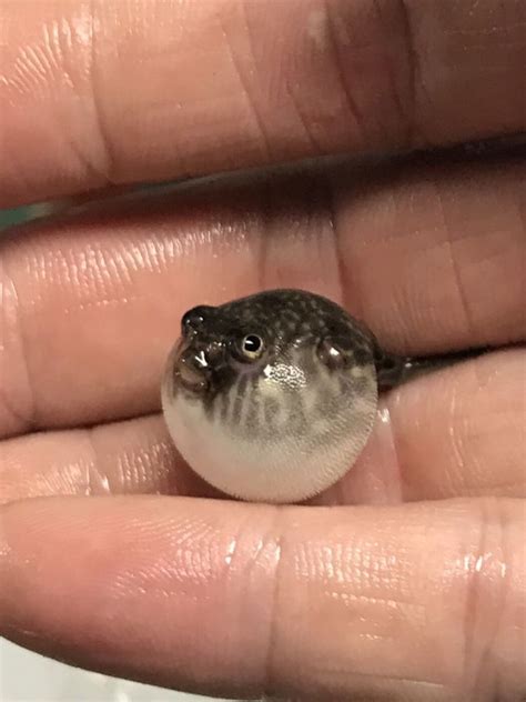 Fahaka Puffer 1 Inch Baby In Length Live Tropical Fish Freshwater