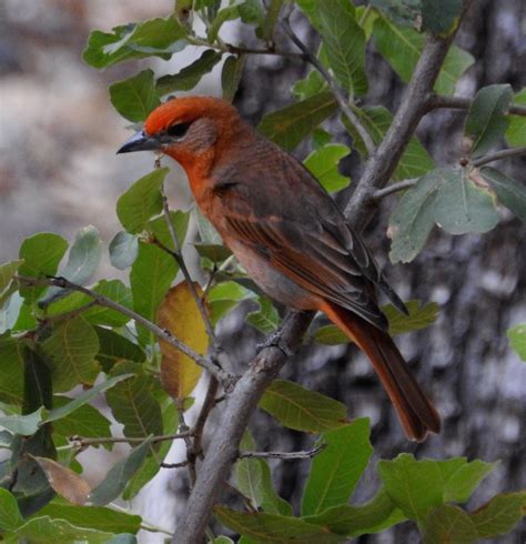 Hepatic Tanager M Wild Birds Birds Love Birds