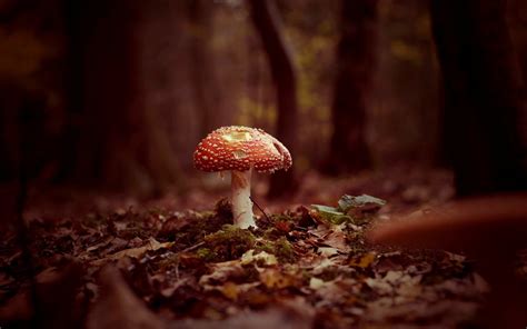 Mushroom Autumn Nature Wallpaper 1680x1050 31079