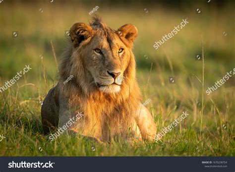 Male Lion Lying Grass Catchlight Stock Photo Edit Now 1670238754