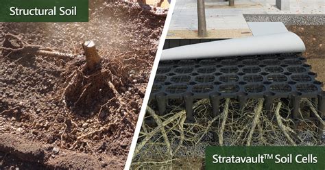 Structural Soil Vs Soil Cells Whats The Better Choice Citygreen
