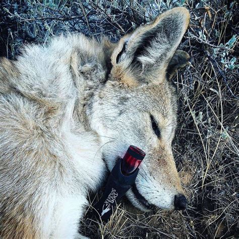 How To Use Coyote Mouth Call