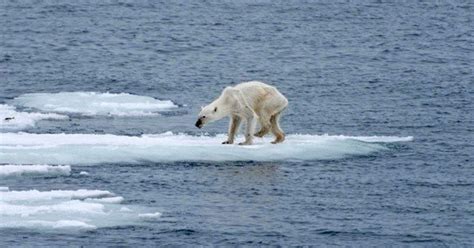 Abrams et en cette journée internationale de l'ours polaire, il nous a semblé normal de leur rendre hommage et de répondre enfin à ces questions brûlantes. Ours Polaire Sur La Plage Frederic - Pewter