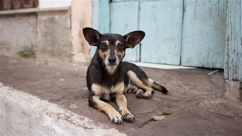 Stray Dogs Have The Natural Ability To Understand Human Gestures