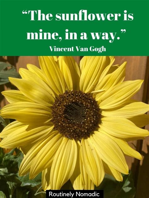 Sunflower Quotes 100 Amazing Sunflower Sayings For 2022 Routinely