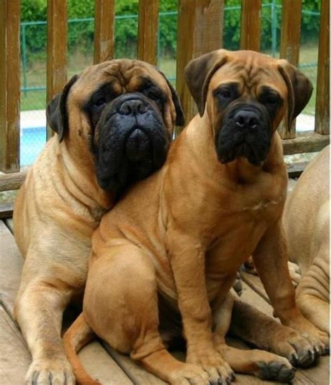 17 Best Images About Bullmastiff On Pinterest Chihuahuas Pets And Boxers