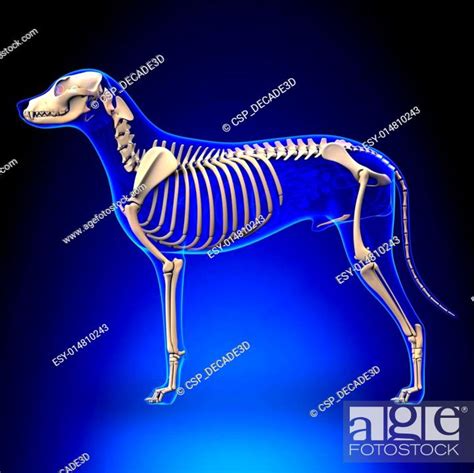Dog Skeleton Canis Lupus Familiaris Anatomy Side View Stock Photo