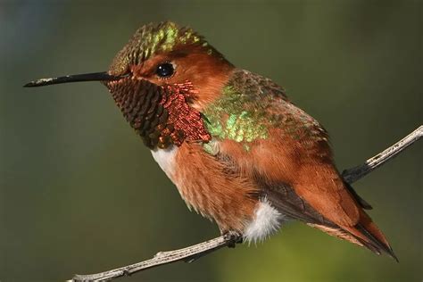 The 19 Types Of Hummingbirds Youll Find In North America In 2020