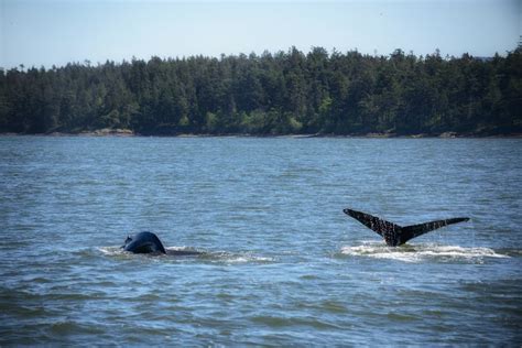 4 Best Tours For Whale Watching From Victoria Bc