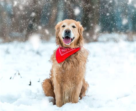 6 Tips For Walking Your Dog Outdoors During The Winter Months