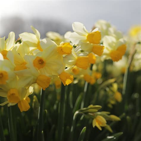 Narcissus Spring Sunshine Floret Library
