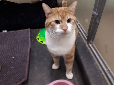 Friendly Ginger And White Adult Cat I Need A Home