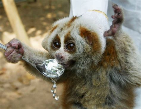 The Slow Loris The Primate With A Surprisingly Deadly Venom