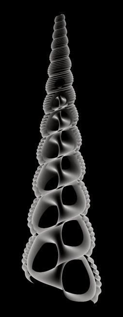 Biomimesis And The Geometric Definition Of Shell Structures In
