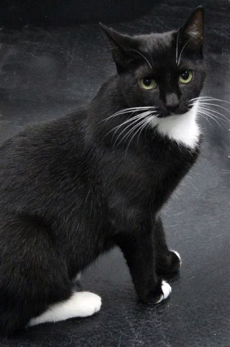 Cat For Adoption Vivy A Tuxedo Mix In Barnwell Sc Petfinder