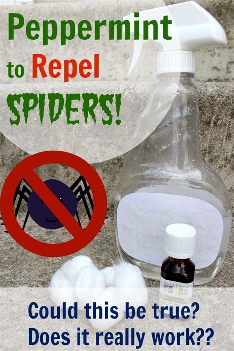 Diy Spider Spray Repelling Spiders With Peppermint Does It Really