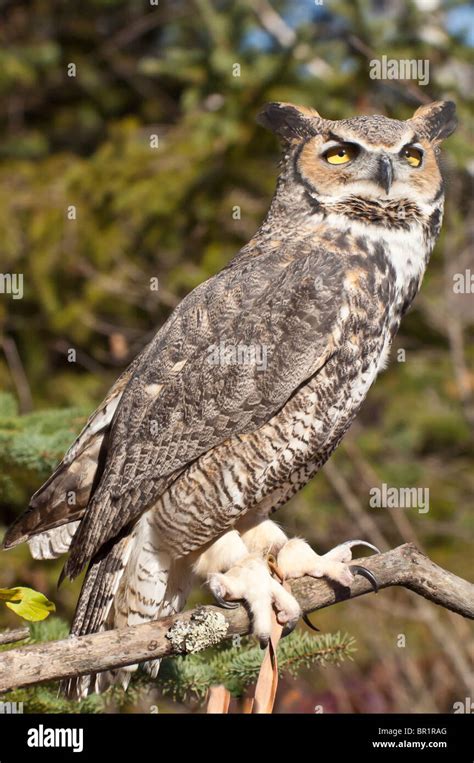 Common Great Horned Owl Bubo Virginianus Virginianus Rehabilitated