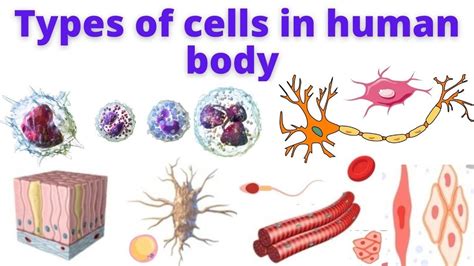 Types Of Cells In Human Body Human Anatomy And Physiology Youtube