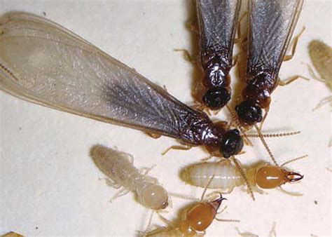 As Florida Enters Termite Swarm Season Ufifas Scientists Tell