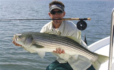 Fish move and behave differently based on various factors such as weather, temperature. A nice Maine striper on the fly. | Bass fishing, Fishing ...