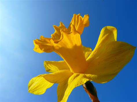 Free Images Blossom Sunlight Flower Petal Bloom Spring Yellow