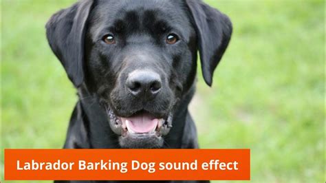 Labrador Barking Dog Sound Effect Youtube