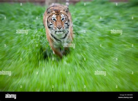 Hunting Tiger In Africa Hi Res Stock Photography And Images Alamy