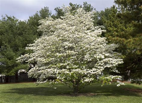 15 Of The Best Trees For Any Backyard Backyard Trees Landscaping