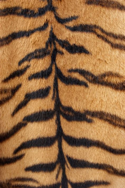 Free Tiger Fur Texture Stock Photo