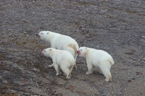 Polar Science Center Polar Bear Populations To Decrease 30 Per Cent