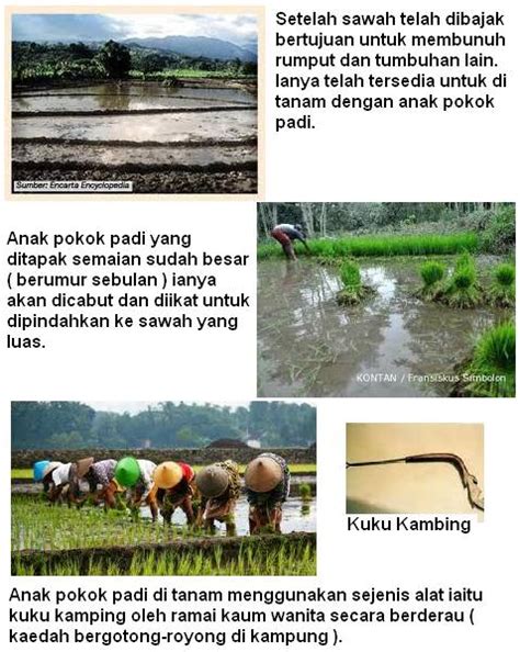 Malaysia merupakan negara penghasil karet terbesar di dunia. Kenangan menanam padi di kampung saya - ABAM KIE : The Man ...