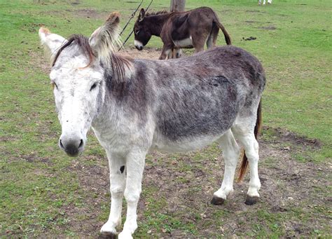 Island Farm Donkey Sanctuary Farming Uk Farm Attractions