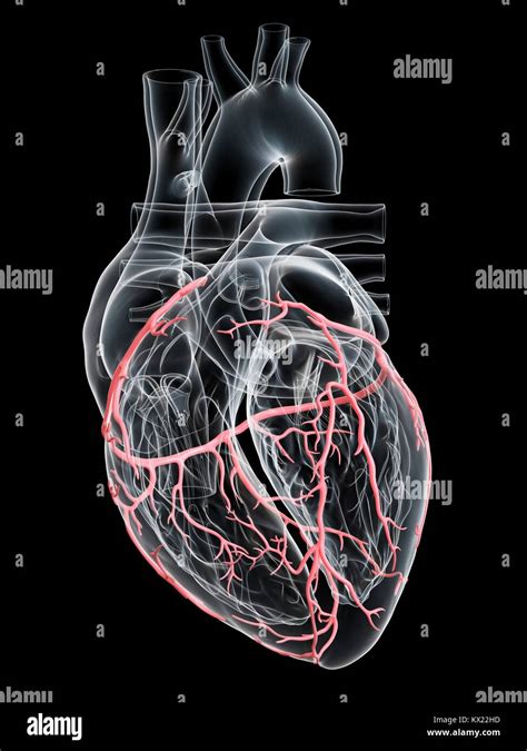 Corazón Humano Con Arterias Coronarias Ilustración Fotografía De Stock