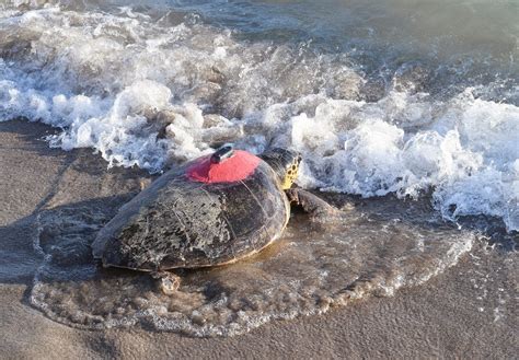 Cleaner Seas Tracking Chips Key To Saving Sea Turtles In Turkey