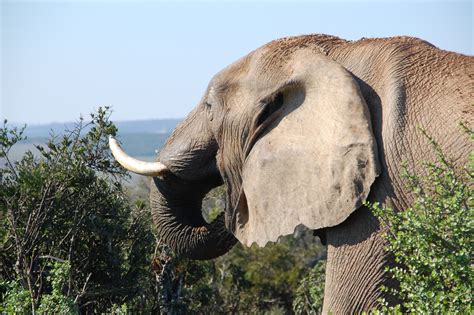 Free Photo Grey Elephant By The Bushes At Mountain Top During Daytime